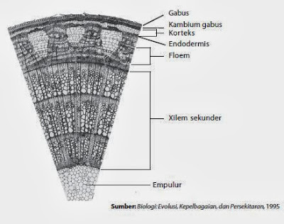 Meristem sekunder pada batang