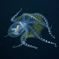 The transparent octopus, also known as the "glass octopus", swims in dark water. His body is almost transparent, allowing you to see his internal organs. The eyes of the octopus are clearly visible and its tentacles spread out around it.