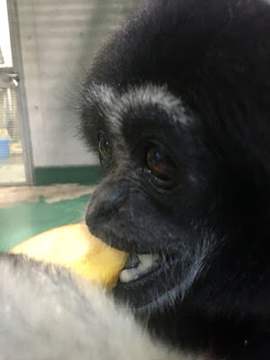 京都市動物園