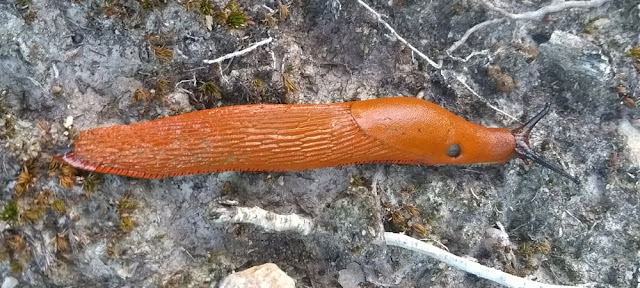 Red Slug Arion rufus, Indre et Loire, France. Photo by Loire Valley Time Travel.