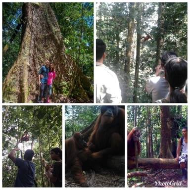 BUKIT LAWANG DENGAN PESONA ORANG UTAN SUMATERA