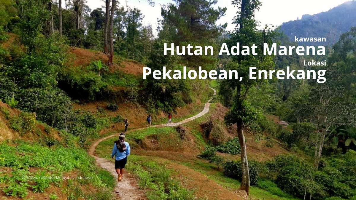 hutan adat Marena