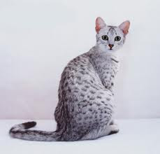 egyptian mau pet cat breeds animal cats picture wallpaper info