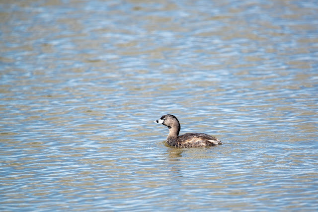 Pied-Billed Grebe Floating on Lake Sacramento NWR California