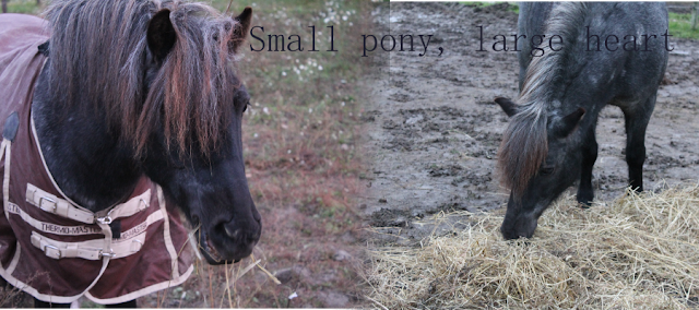 Small pony, large heart