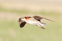 Wilson’s Phalarope male in flight – Benton NWR, MT – July 2011 – photo by Bill Bouton