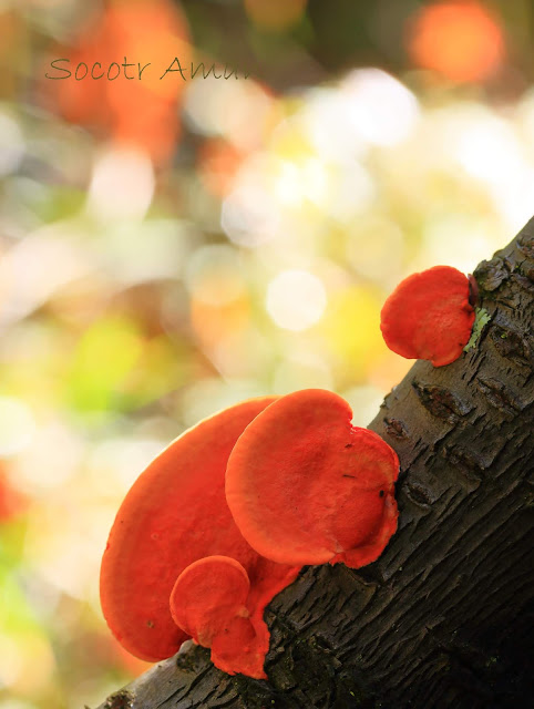 Pycnoporus coccineus