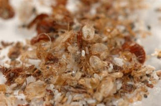 How long does it take to get infected with bed bugs?