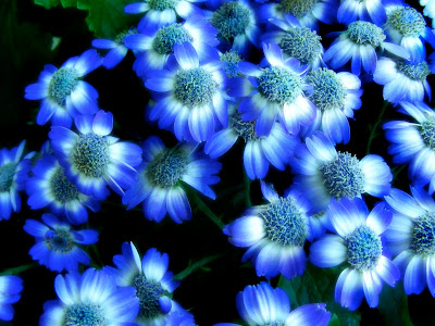 flower wallpaper blue