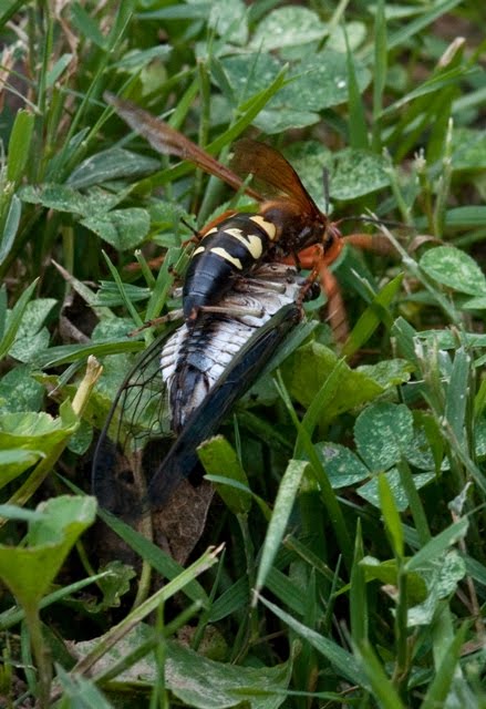 Female Cicada Killer Wasp. Eastern Cicada Killer Wasps