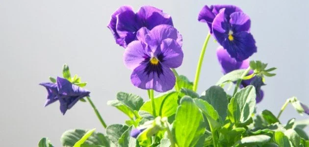 البنفسج Flower Violet