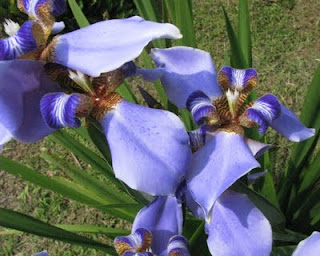 Walking Iris Flowers