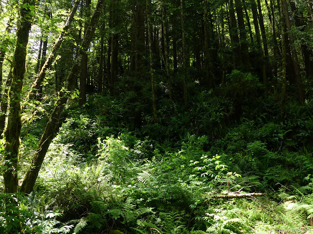 stumps among tiny trees