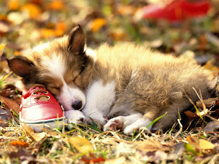 Cute Puppy HD Wallpapers Free Download