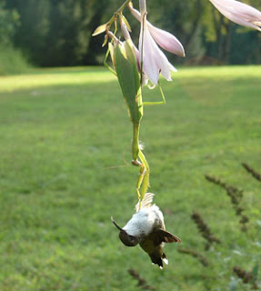 Praying Mantis makes meal of a Hummer