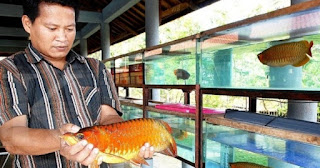 cara budidaya ikan arwana silver,cara budidaya ikan arwana di kolam,cara budidaya ikan arwana di akuarium,cara budidaya ikan arwana super red,cara budidaya ikan arwana di aquarium,