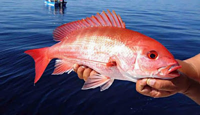 Pacific Red Snapper