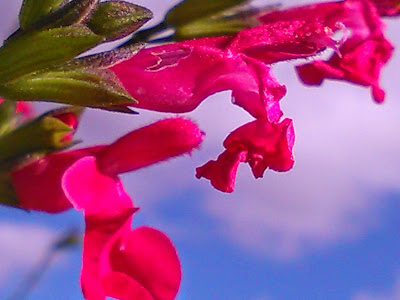 salvia microphylla