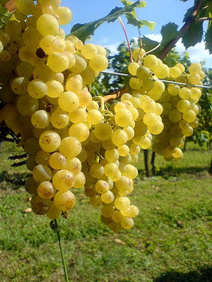 der Wein in Sasbachwalden wartet schon auf den Erntehelfer aus Bolivien 