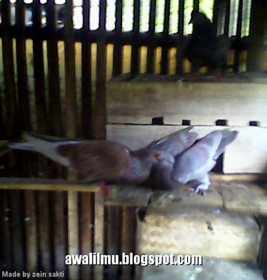 Foto Burung Merpati Memberi Makan Anaknya