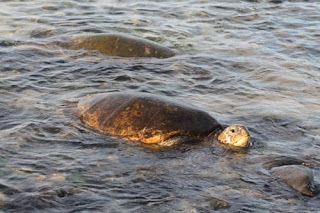 It Wasn't A Rock..  It Was A Honu.