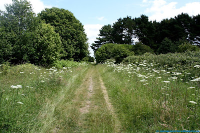 Chemin bordé de berce