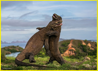 Pulau Komodo terletak di Kepulauan Nusa Tenggara. di Pulau Komodo ini dikenal sebagai habitat orisinil fauna komodo yang ada di daerah ini, sertam adalah ujung paling barat Provinsi Nusa Tenggara Timur. Tidak hanya itu pulau ini adalah kawasan Taman Nasional Komodo . Pulau Komodo berlokasi di sebelah barat Pulau Sumbawa, yang dipisahkan Selat Sape, Kec. Komodo, Provinsi Nusa Tenggara Timur. Pulau Komodo itu sendiri terdiri dari 3 tahap pulau utama, yaitu Pulau Komodo, Pulau Rinca serta Pulau Padar. Tidak hanya fauna Komodo, apabila kamu meperbuat perjalanan di Pulau ini maka kamu bakal menemui fauna lokal semacam kera, babi, kerbau liar, kijang yang terkadang menjadi buruan komodo. Pemandangan alam di kurang lebih pulau ini pun tidak kalah cantik sebab laut serta terumbu karang yang bersih serta indah menghiasi sekeliling Pulau Komodo.