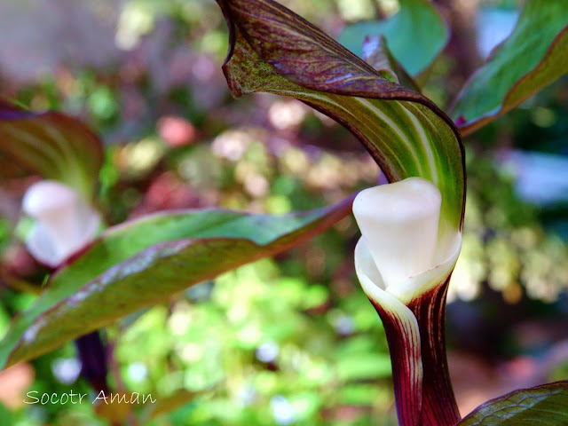 Arisaema sikokianum