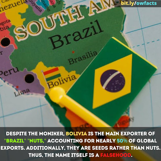 TIL:The Brazil Nuts Are a Lie Wtf Facts