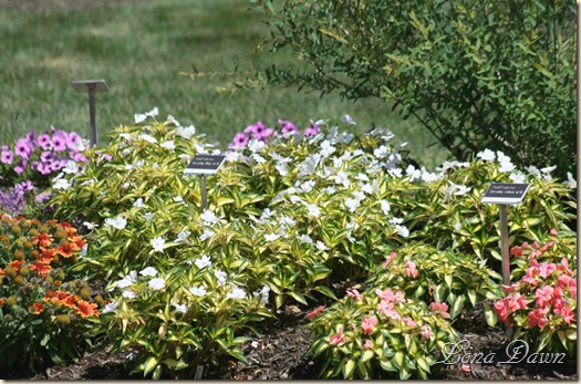 FPC_SunImpatiens_Aug18