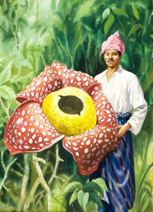 Blog Belajar IPA SMP Bunga  Raksasa Rafflesia arnoldii dan 