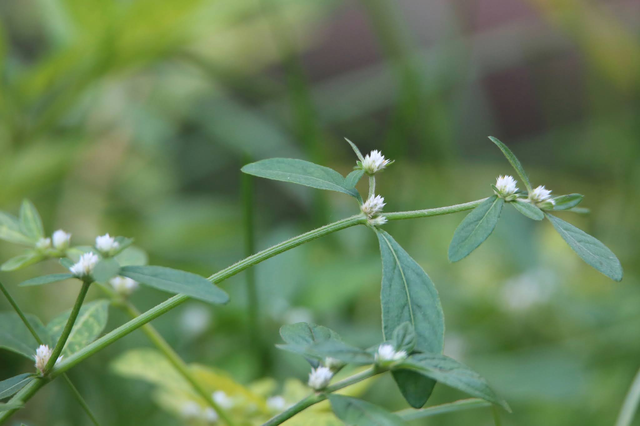 Dwarf copperleaf weed high resolution free