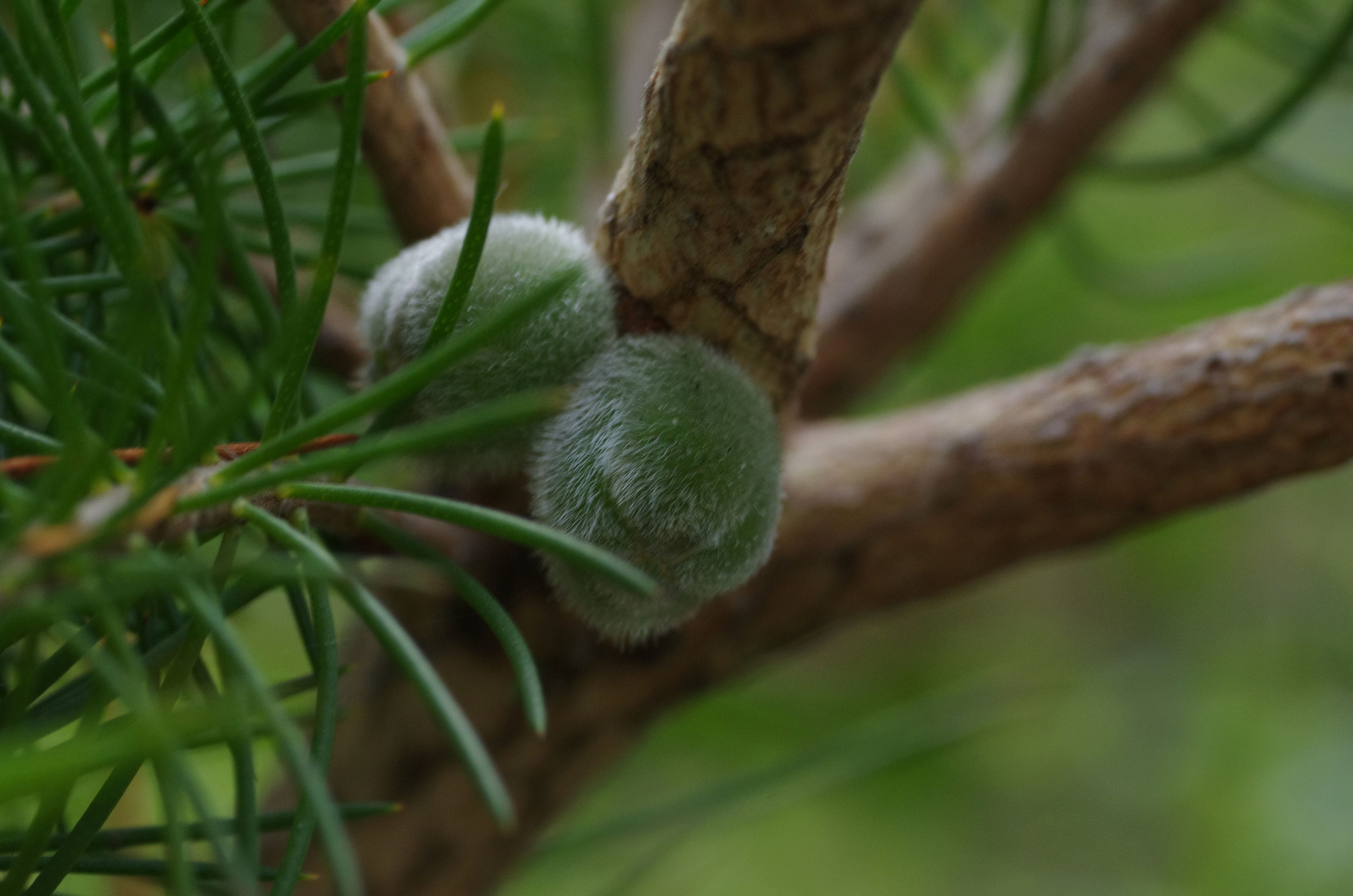 Calothamnus quadrifidus buds