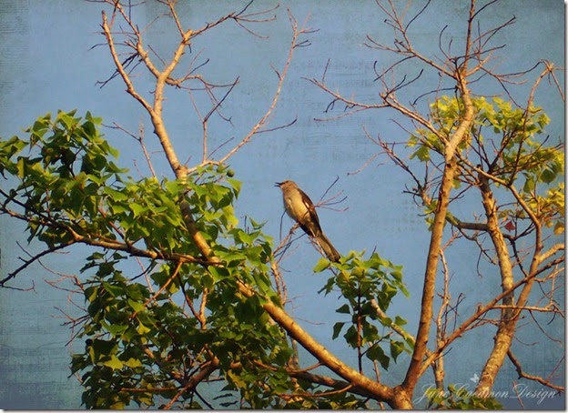 Mocking_Bird