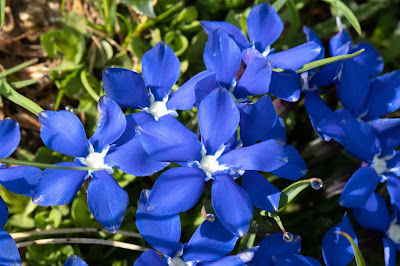 [Gentianaceae] Gentiana bavarica – Bavarian Gentian (Genziana bavarese)