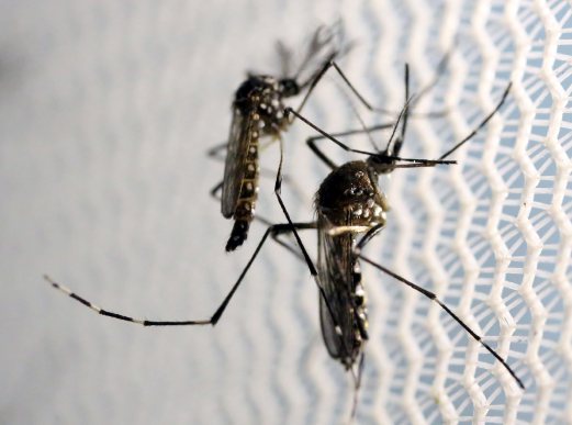 Kes Pertama Virus Zika Dikenalpasti Di Klang 