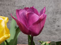 Tulipa