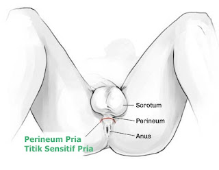 Perineum Pria