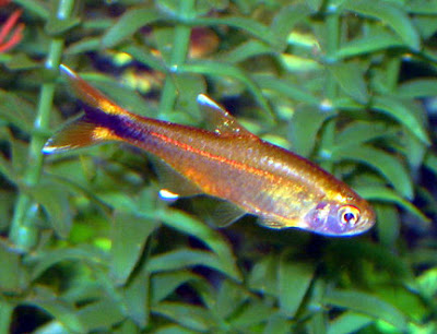 aquarium fish species.