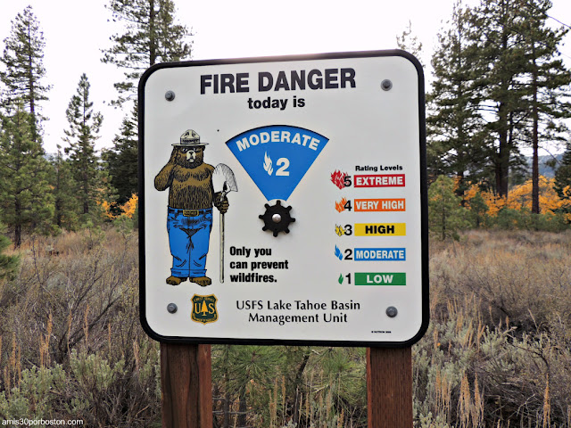 Oso Smokey en Taylor Creek, Lago Tahoe (California)