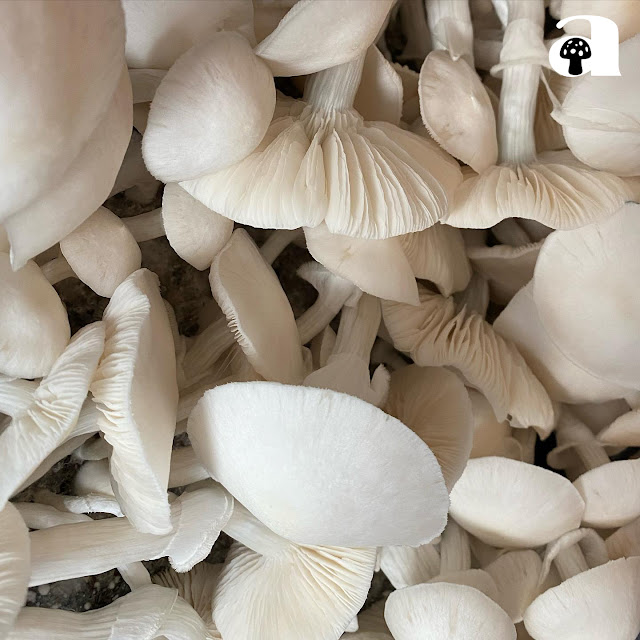 Albino Avery Mushrooms_3