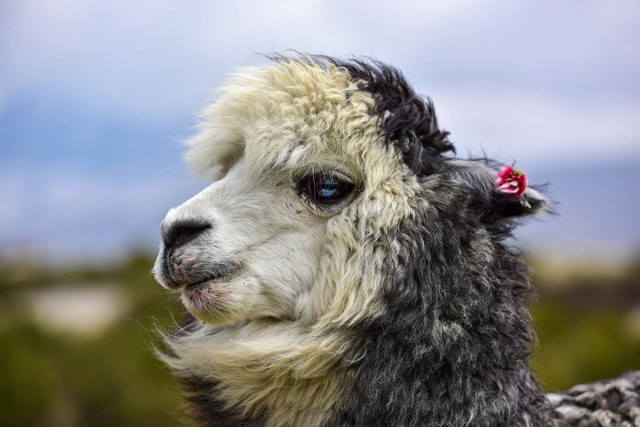 About the Alpaca, the Little Camel in Sheep's Clothing