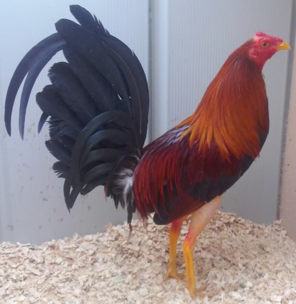 Hobi Ayam Tangkas ayam brazilian ayam adu hybrid dari 