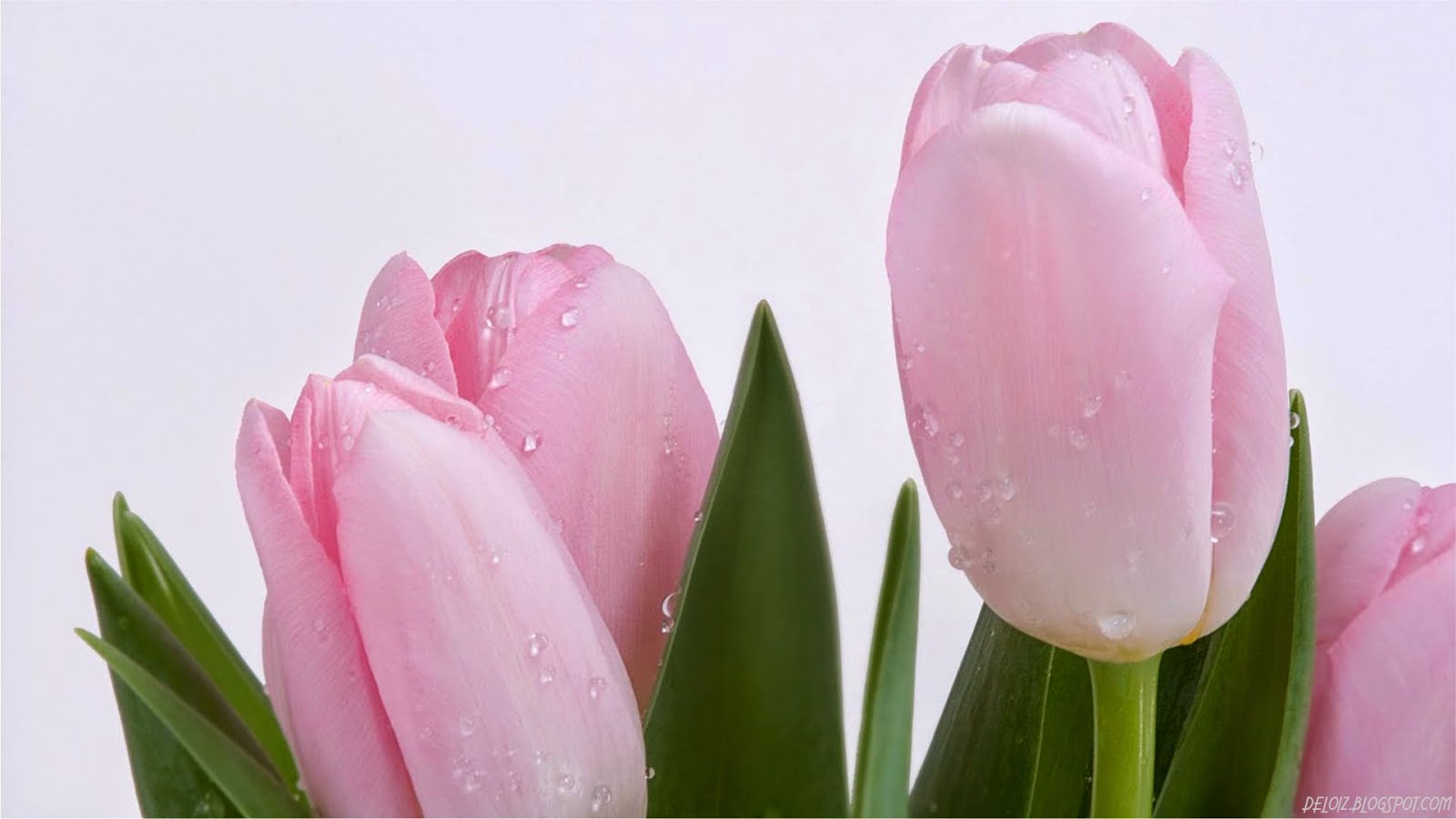 Get HD Wallpaper: Wallpaper Bunga Tulip Pink