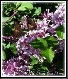 lilacs bloomed2 ARLH