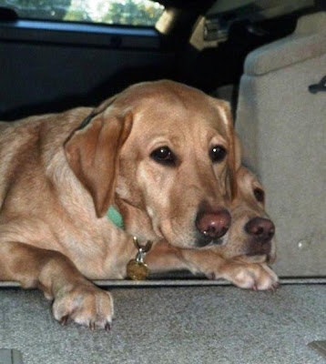 2 yellow Labs in car