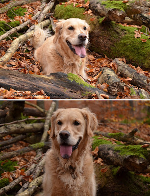 Golden Retriever im Wald