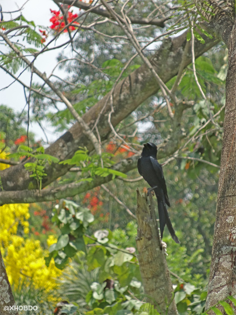 Black drongo bird at Nehru Park, Guwahati, Assam
