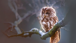 The OWL SPIRIT ANIMAL Ultimate Guide