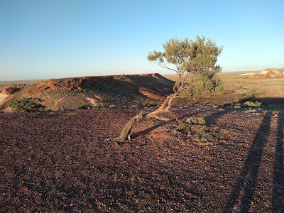 Desert tree